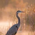 Grand héron debout en eau peu profonde parmi les roseaux au lever du soleil, la brume s'élevant derrière lui